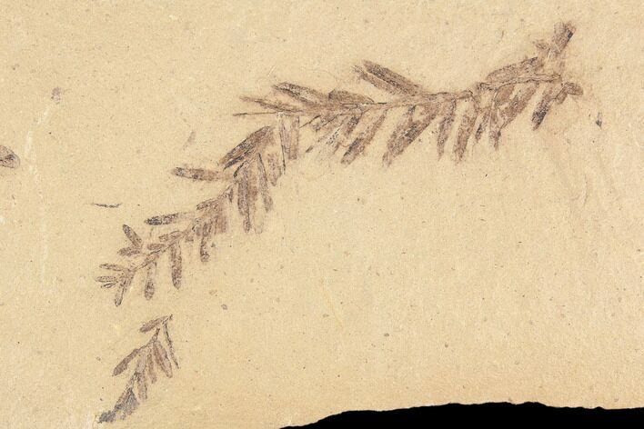 Metasequoia (Dawn Redwood) Fossil - Montana #85790